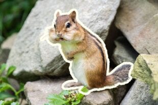 squirrel with cheeks filled with nuts