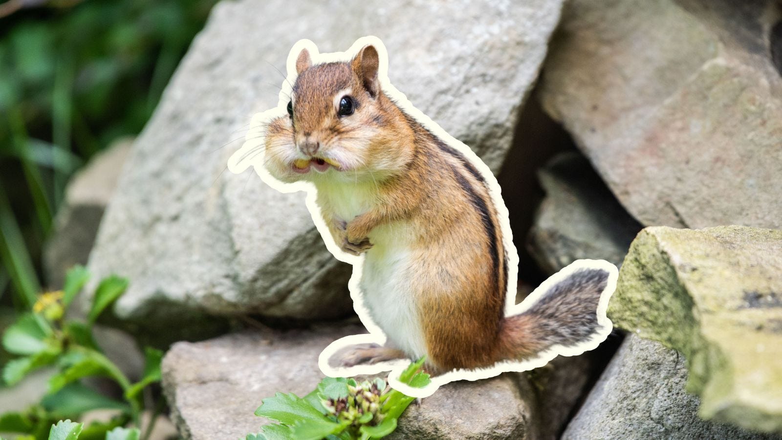 squirrel with cheeks filled with nuts