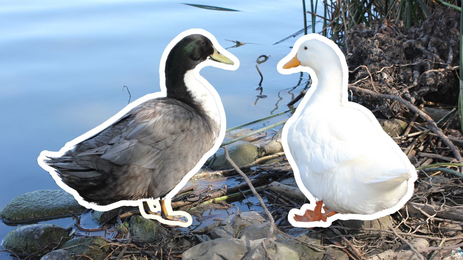 two ducks looking at eachother at the edge of a pond