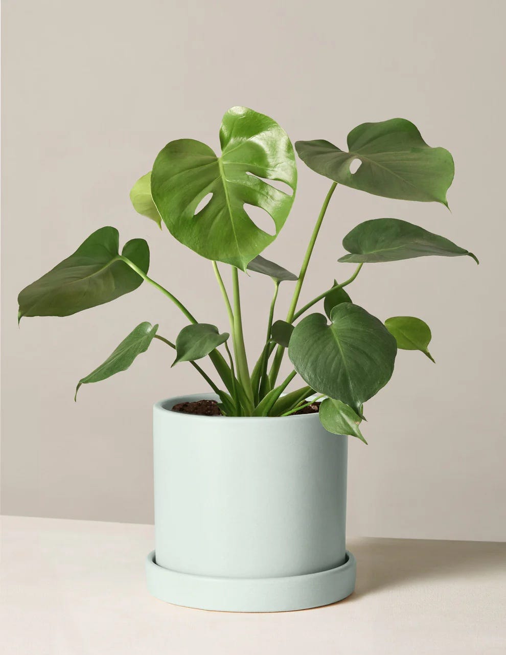 monstera plant in a light blue planter
