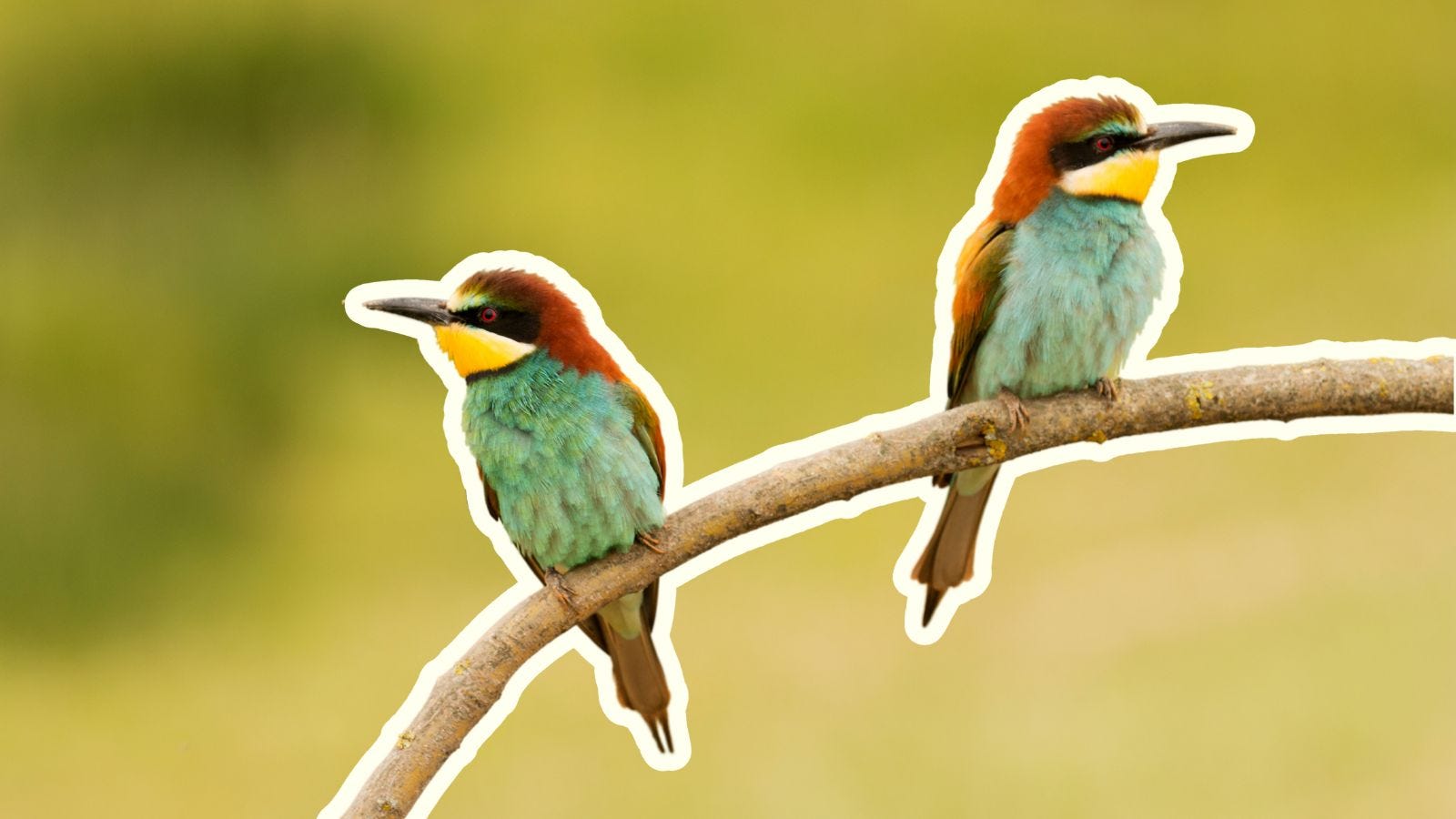 two colorful birds facing away from each other on a tree branch